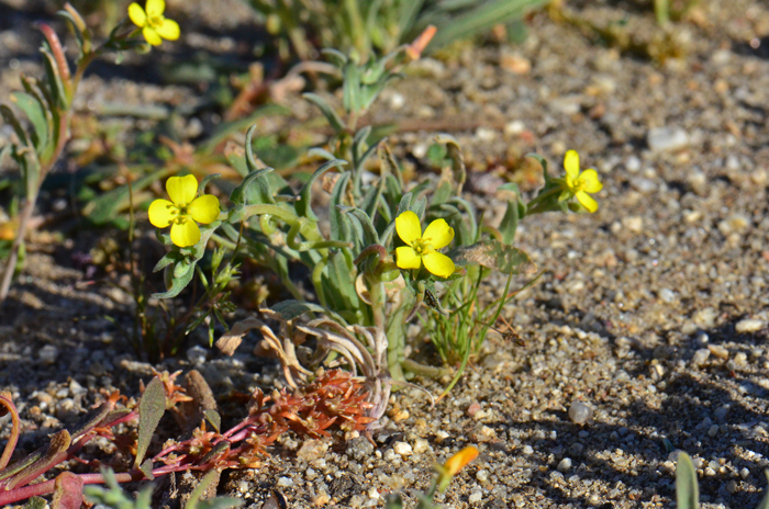 Palmer Evening Primrose is a forb or herb with a few strigose hairs, plants often spreading. Tetrapteron palmeri 